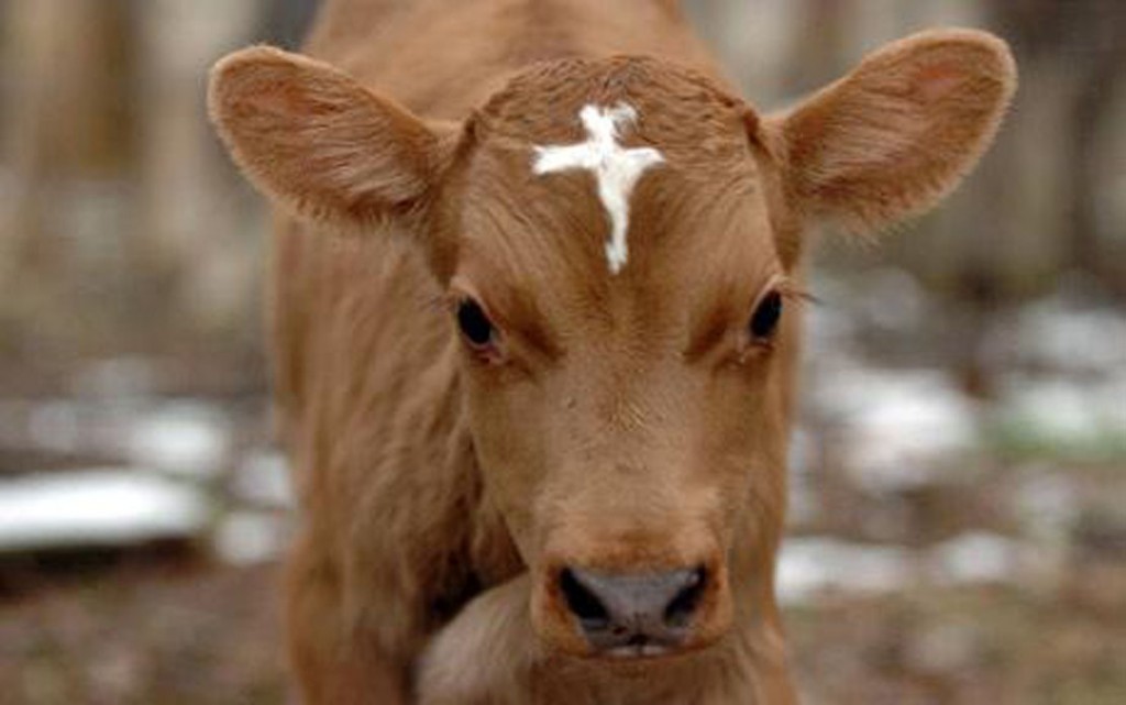 This Monday, Dec. 7, 2009 picture shows Moses, a Jersey Holstein calf mix at Brad Davis and Megan Johnson's farm in Sterling, Conn. Born the previous week, the calf has a white marking on its forehead in the approximate shape of a cross. (AP Photo/The Norwich Bulletin, Aaron Flaum)