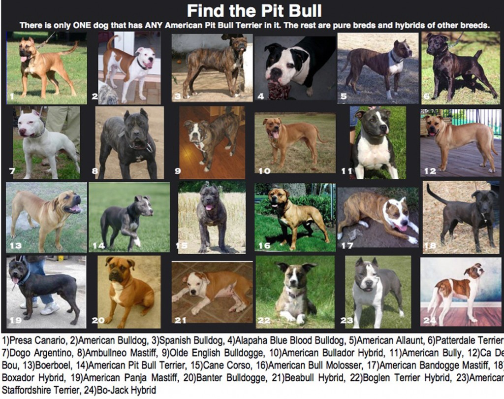 Find-The-Pit-101824862829