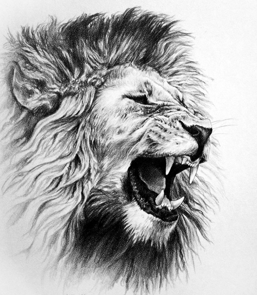 awesome-drawings-of-lions-roaring-lion-pencil-drawing-on
