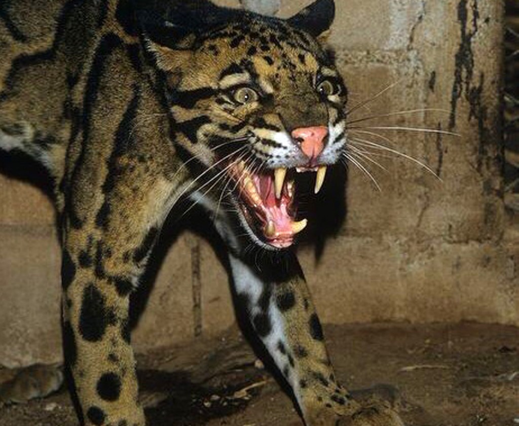 Photo from ARKive of the Clouded leopard (Neofelis nebulosa) - http://www.arkive.org/clouded-leopard/neofelis-nebulosa/image-G31461.html