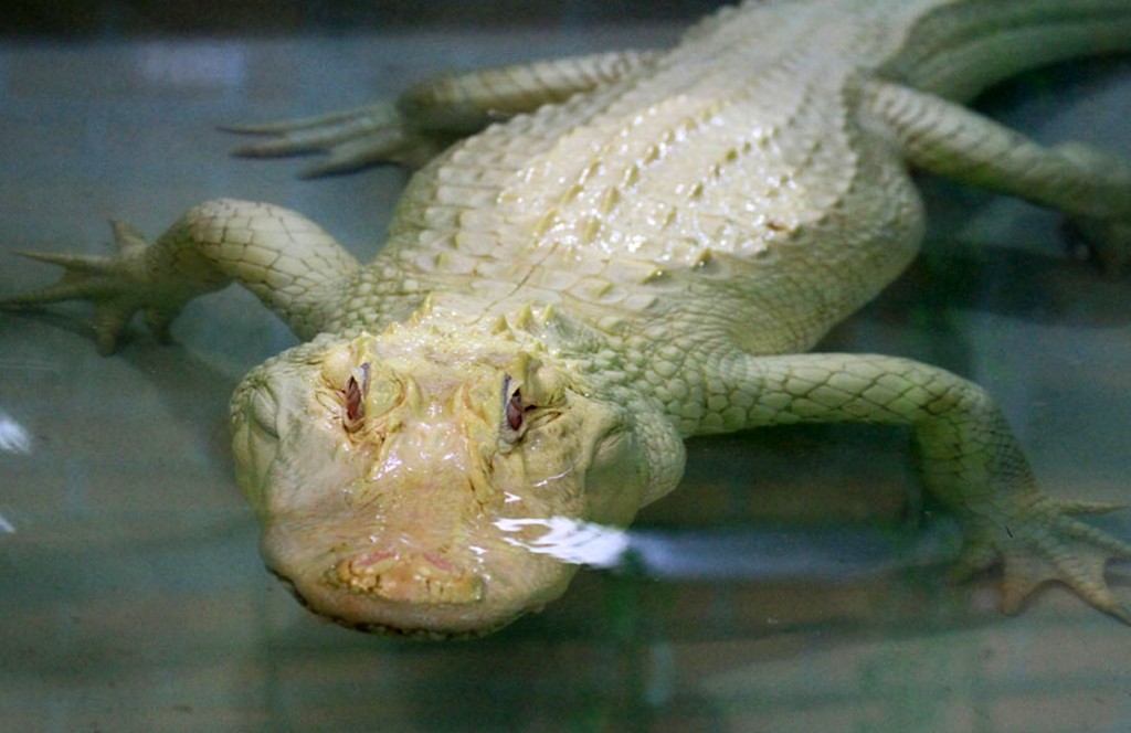 An albino crocodile stands in its enclosure in the Crocodile zoo in Protivin, Czech Republic, on August 16, 2013. The Crocodile zoo is the only zoo in Europe having a pair of the rare species. AFP PHOTO / RADEK MICA (Photo credit should read RADEK MICA/AFP/Getty Images)