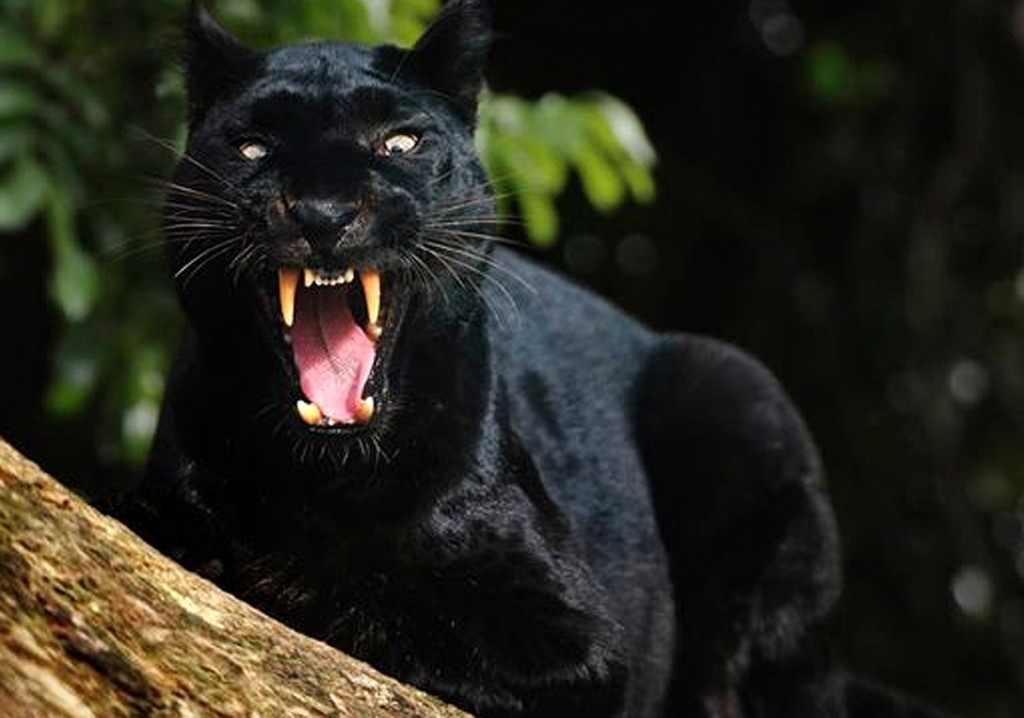 438898969-growling-black-panther