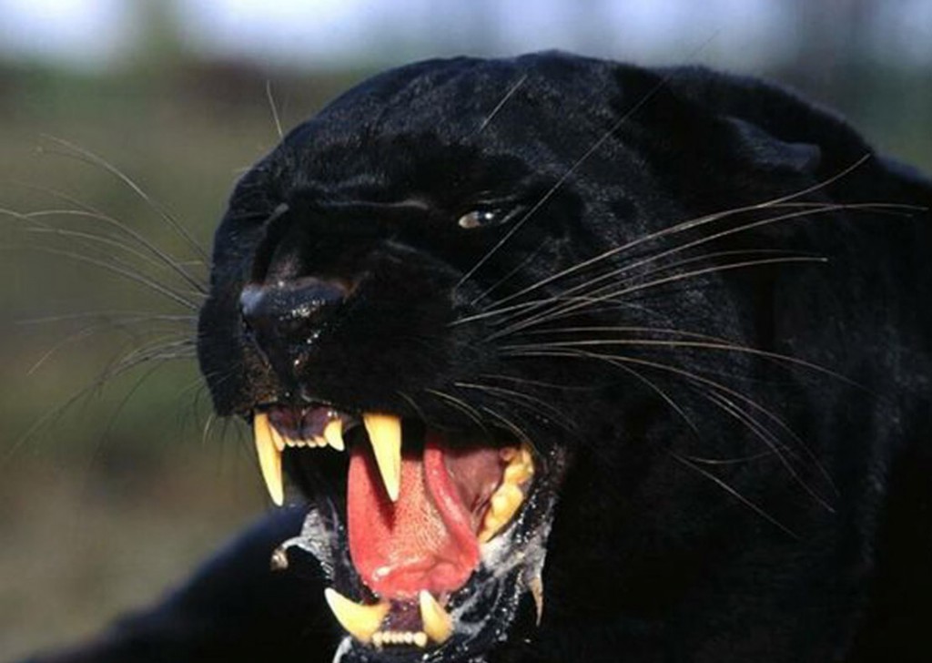 angry-black-panther